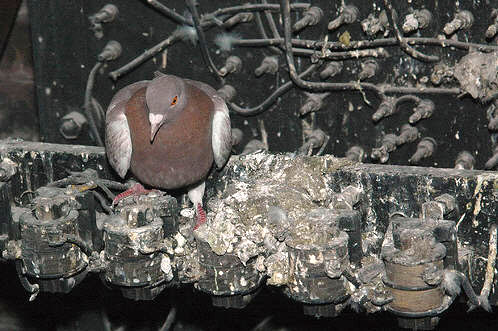 Pigeon nesting in controller